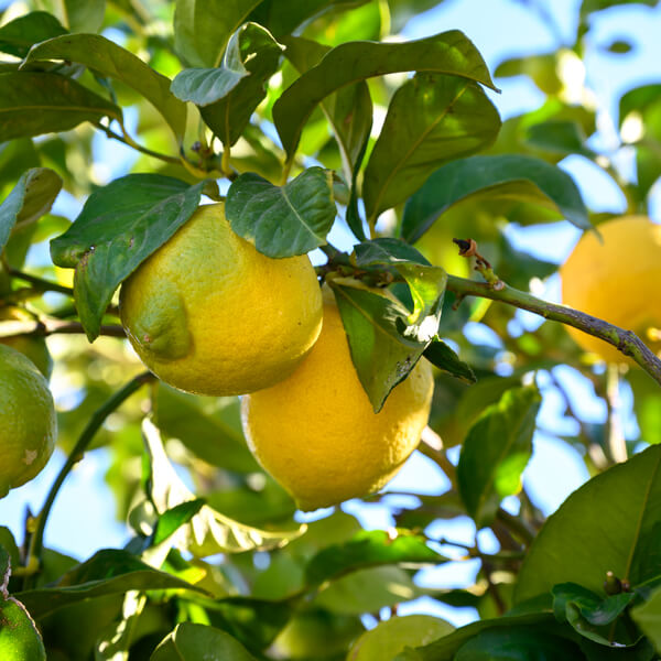 Cinque Terre, lemons